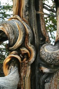 Low angle view of tree trunk