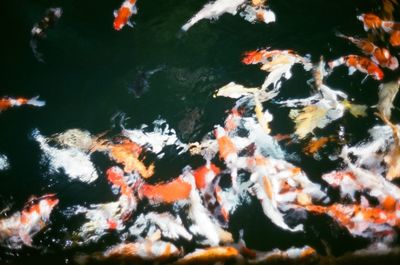 View of koi carps swimming in lake