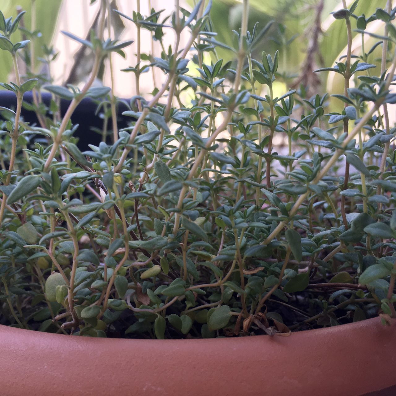 CLOSE-UP OF SUCCULENT PLANTS IN FIELD