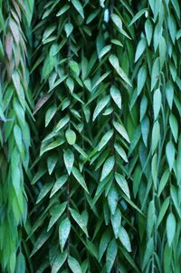 Full frame shot of leaves