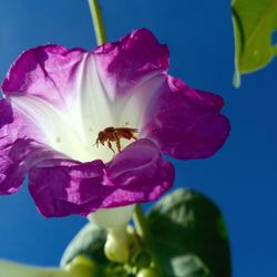 Close-up of pink orchids blooming outdoors