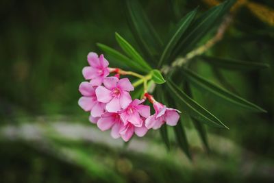 Close-up of pink flowering plant