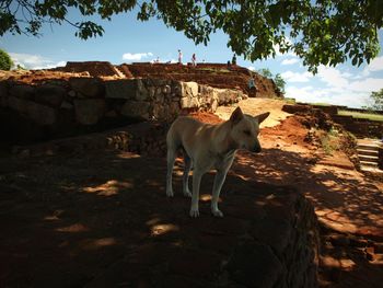 View of a dog standing against the wall on lion rock, sigiriya