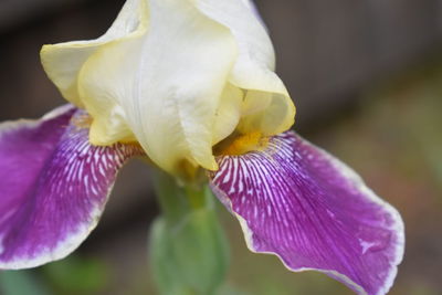 Close-up of purple iris