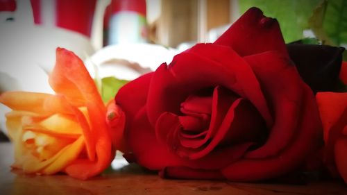 Close-up of red rose on table