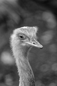 Close-up of a bird