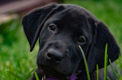 Close-up of portrait of black labrador puppy
