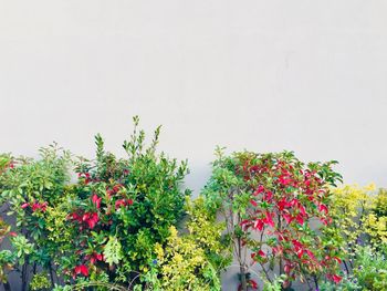 Flowers blooming against clear sky