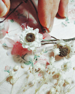 High angle view of hand holding flowering plant