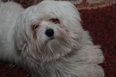 Close-up portrait of a dog