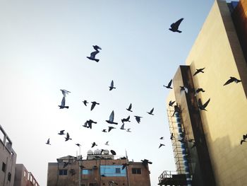 Low angle view of birds flying