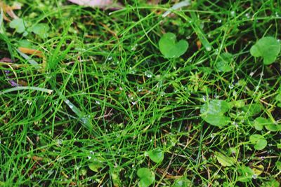 Close-up of grass on field