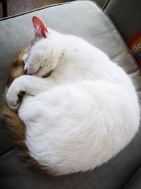 High angle view of cat sleeping