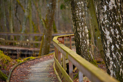 View of a forest