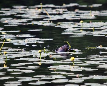 Lotus water lily in lake