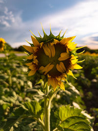 Close-up of sunflower against sky