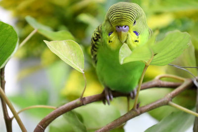 Close-up of a bird on branch