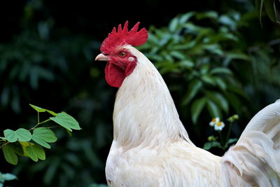 Adult big white rooster with red crest at doi pha mee in chiang rai