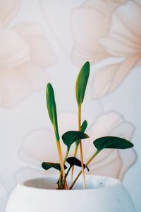 Close-up of potted plant at home