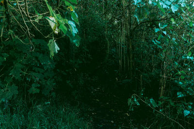 Full frame shot of trees in forest
