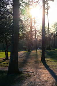 Trees in park during sunset