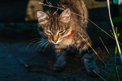 Close-up of a cat looking away