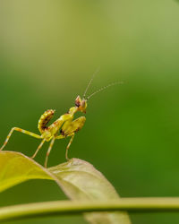 Close-up of insect on leaf