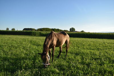 Horse in a field