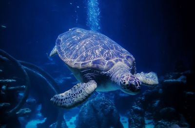 Turtle swimming in sea