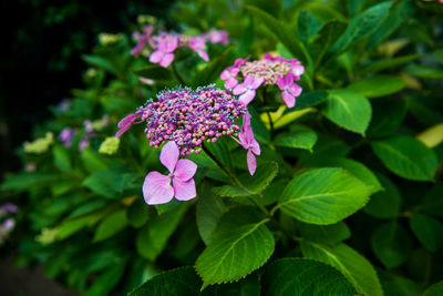 Close-up of purple flowers blooming outdoors