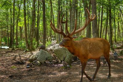 Deer in a forest