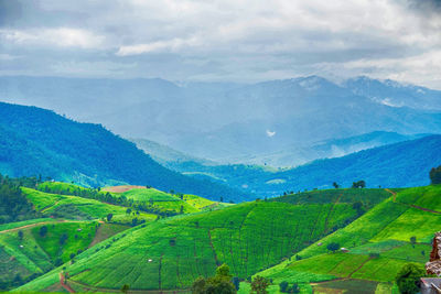 Scenic view of agricultural field