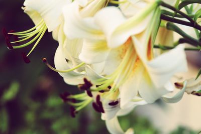 Close-up of white flowering plant