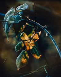 Close-up of wilted plant