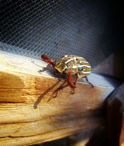 Close-up of spider on wood