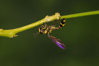 Close-up of insect on plant