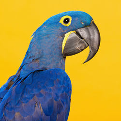 Close-up of a bird against yellow background