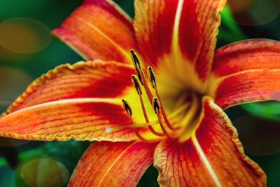 Close-up of day lily