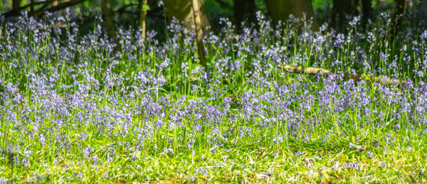 Purple flowering plants on field