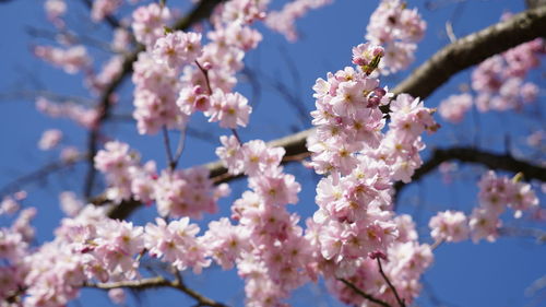 Close-up of cherry blossoms in spring