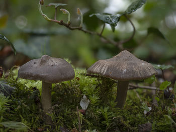 Close-up of mushroom growing on field