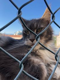 Close-up of cat seen through chainlink fence