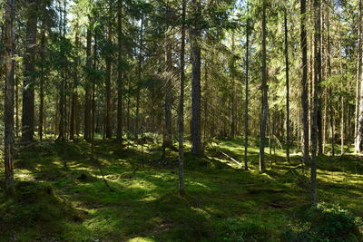 Wilderness dense coniferous forest in the thickets of blueberry in the morning sun