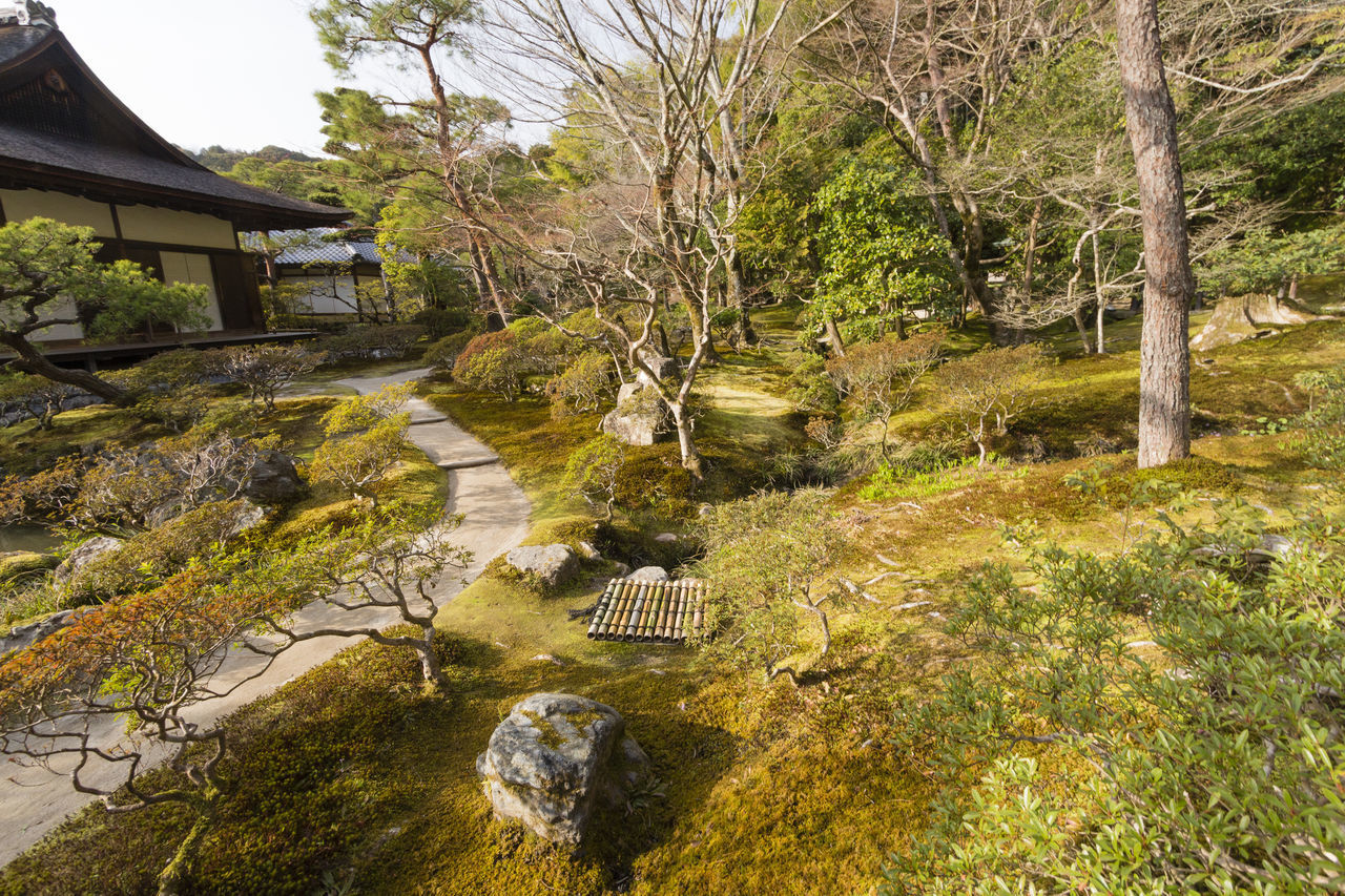 PLANTS AND STREAM IN GARDEN