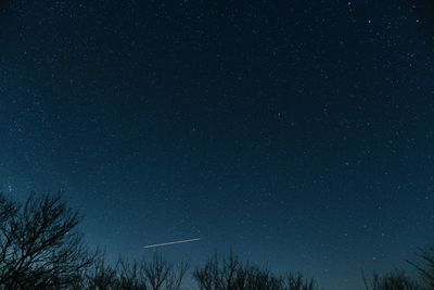 Low angle view of trees against sky at night