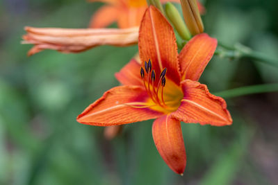 Close-up of orange lily blooming outdoors