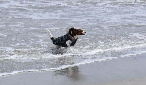 Dog running on beach