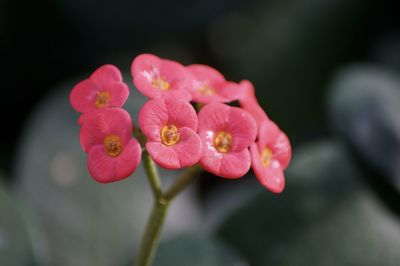 Close-up of red rose