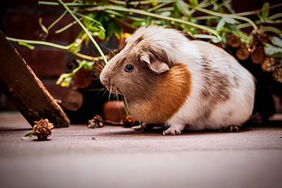 Close-up of rabbit