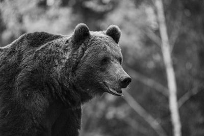 Close-up of a horse looking away
